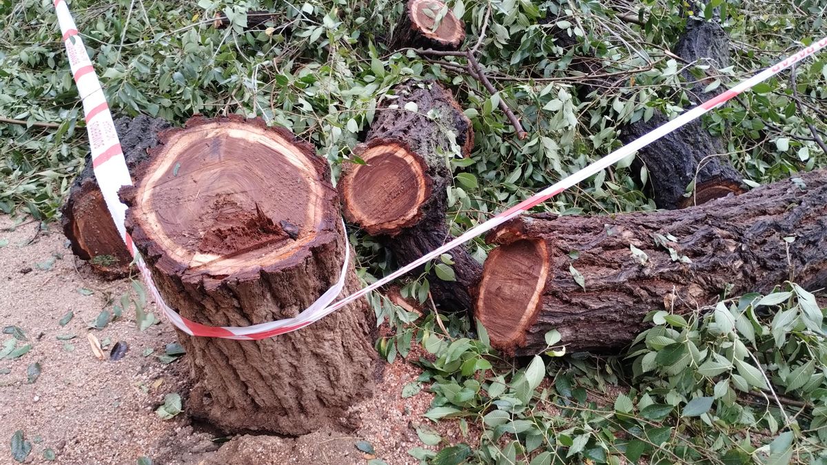 Árbol cortado por los bomberos la pasada semana en Madrid