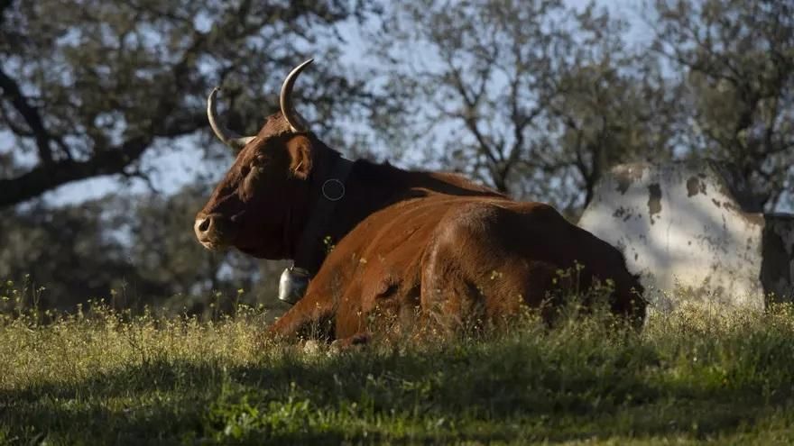 La ganadería regenerativa está transformando el campo español