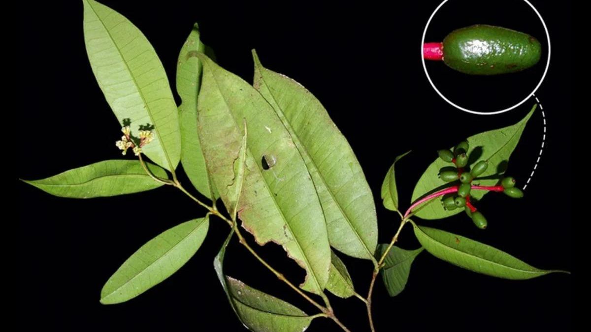 Descubren en Perú una nueva especie de planta, la primera de su género en más de 90 años