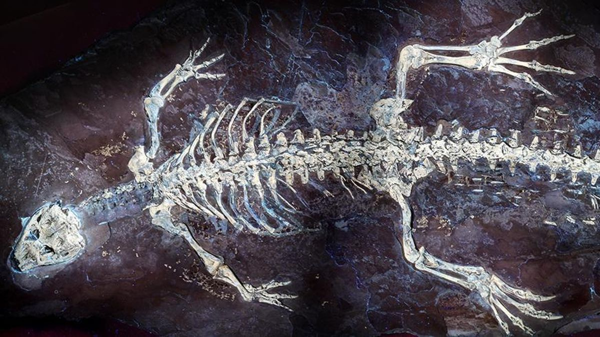 Un extraordinario fósil en los Pirineos revela cómo era la piel de los cocodrilos de hace 125 millones de años