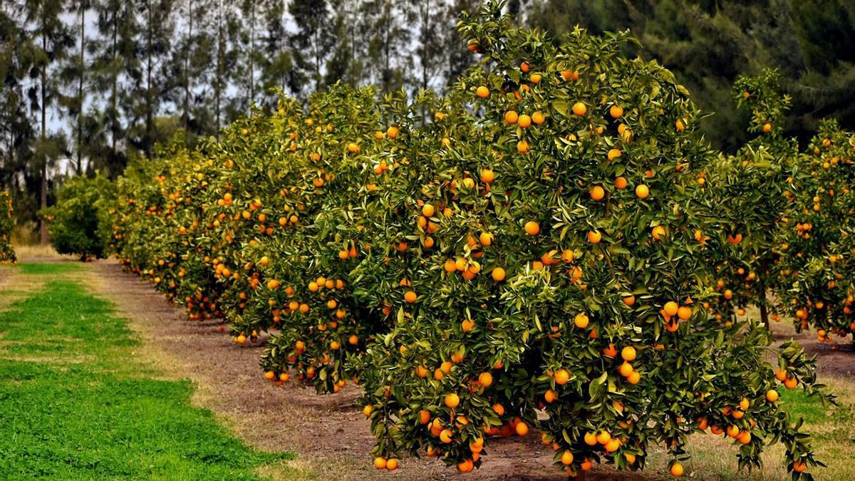 8º Fiesta de la Naranja de Ombligo