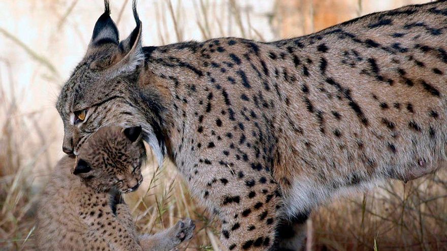 El lince ibérico da el salto a las Sierras Subbéticas