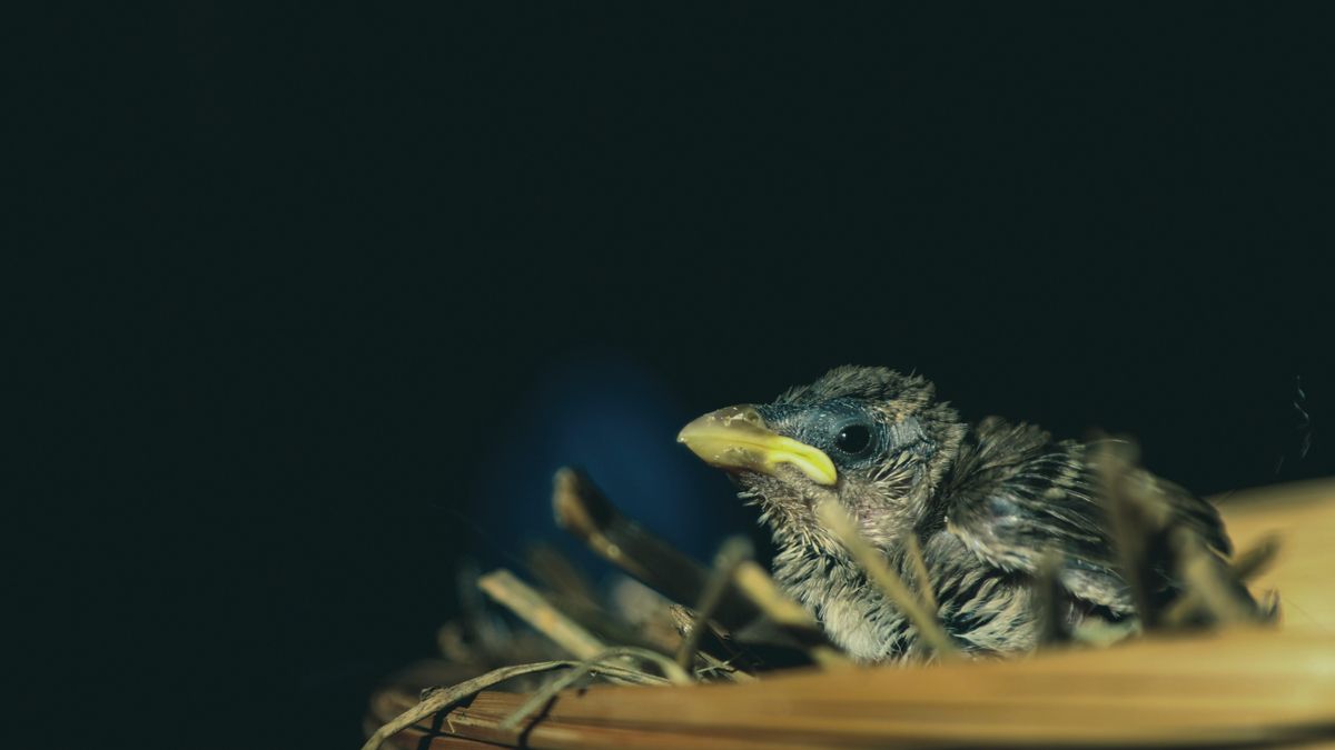 Qué debes hacer si te encuentras una cría de pájaro caída de un nido