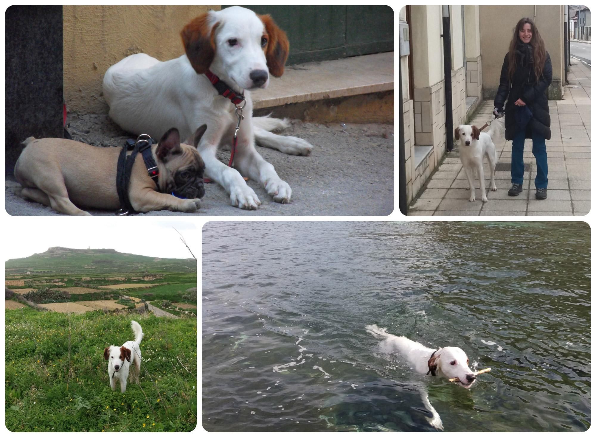 Diversas estampas de la vida del perro maltés 'Friday'.