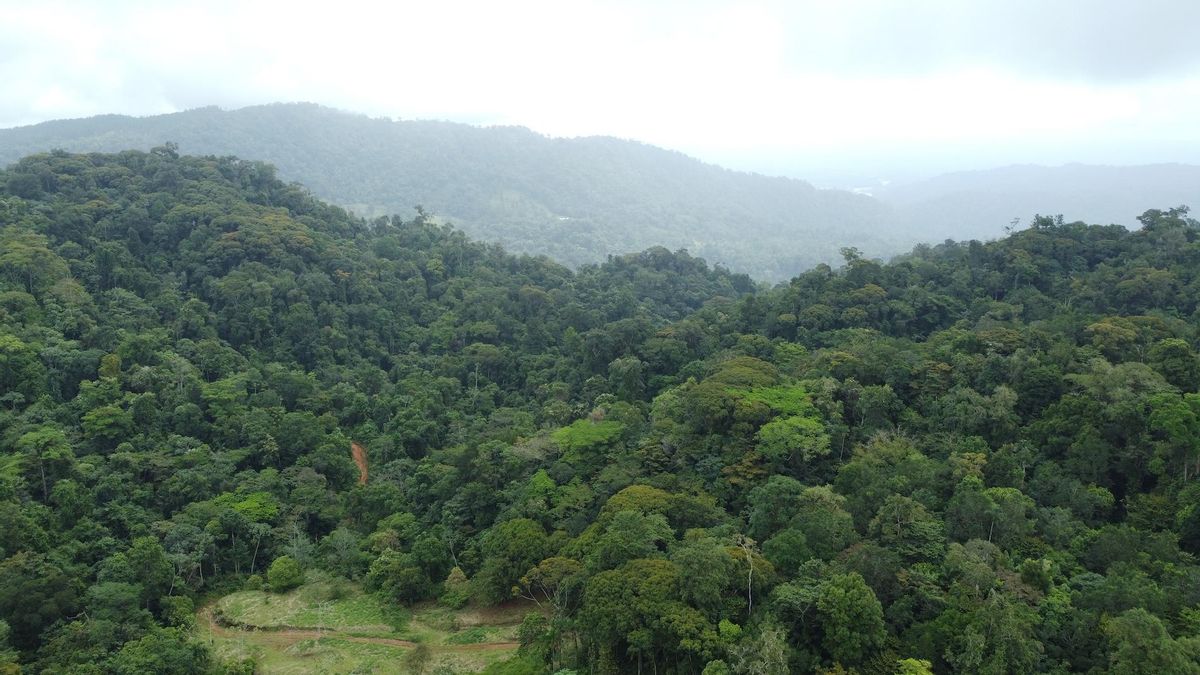 Paisaje de la Reserva Natural Cerúlea. Foto: cortesía Asociación Ambiental Cerúlea