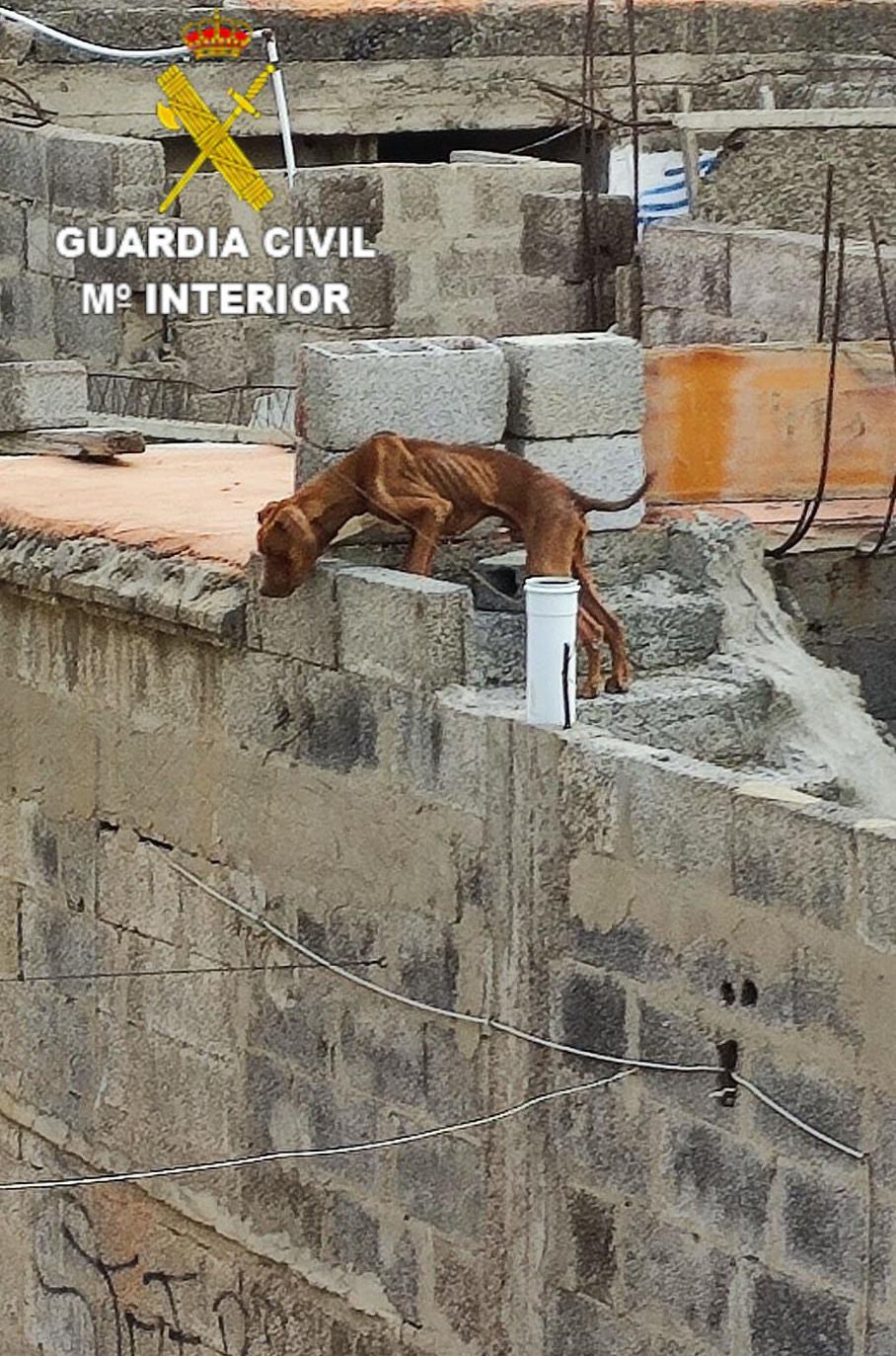 El perro, en la azotea en la que fue encontrado por la Guardia Civil