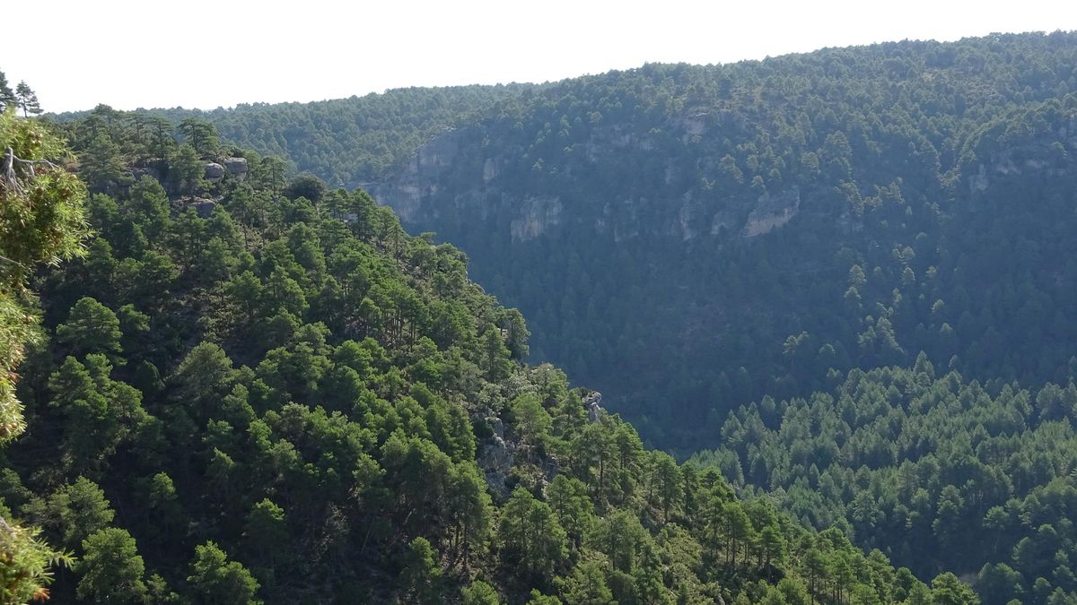 El Gobierno de Page convoca ayudas para "inversiones forestales productivas" en plena ola de incendios