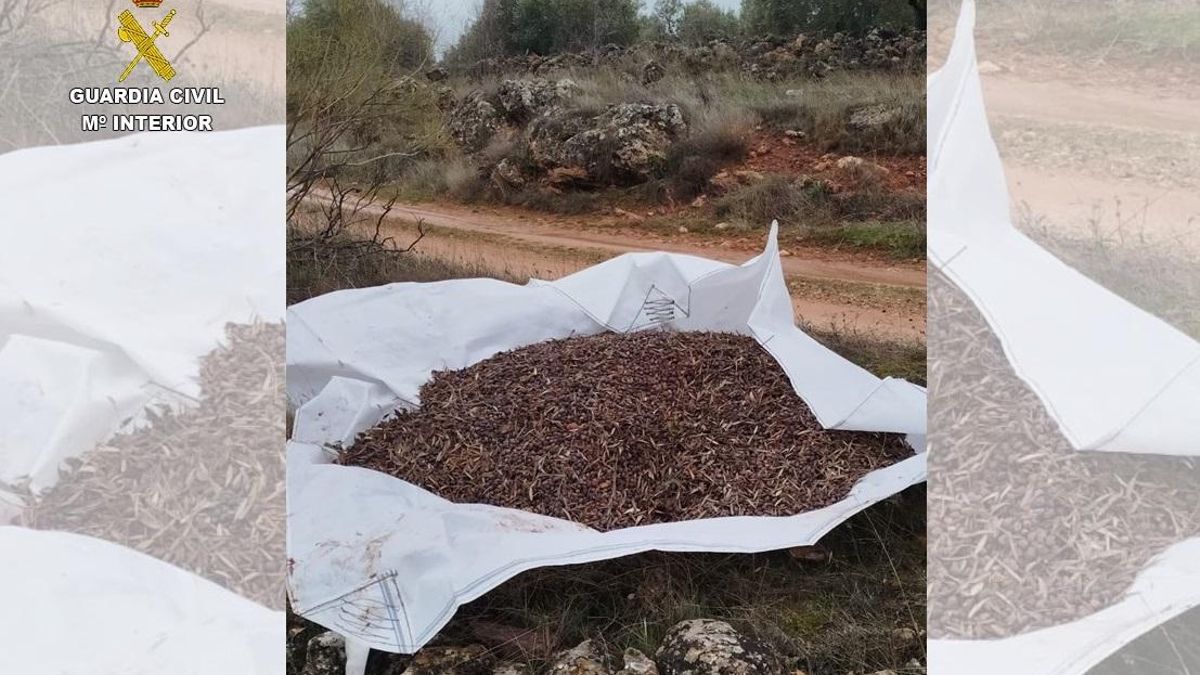 Desarticulado un grupo criminal muy numeroso dedicado al hurto de aceituna en explotaciones agrarias de Ciudad Real