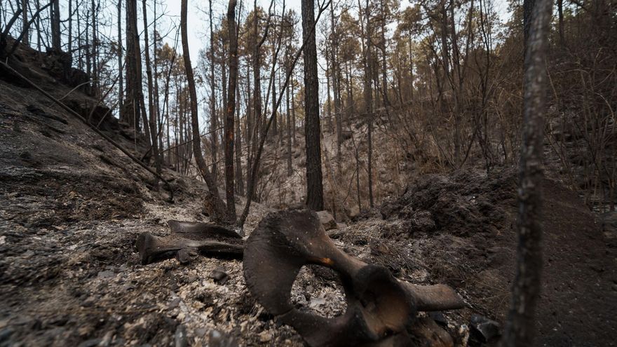 Unos huesos quemados, en una ladera quemada por el incendio forestal declarado el jueves en Los Realejos, Tenerife