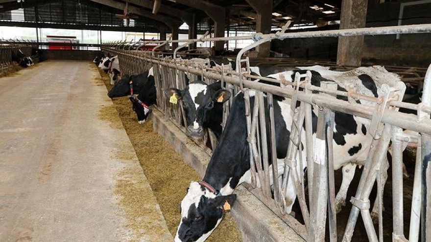 Archivo - Explotación ganadera