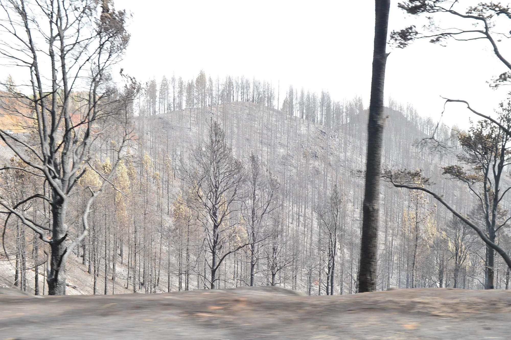 Efectos del incendio en la cumbre de Gran Canaria. (ÁNGEL SARMIENTO)