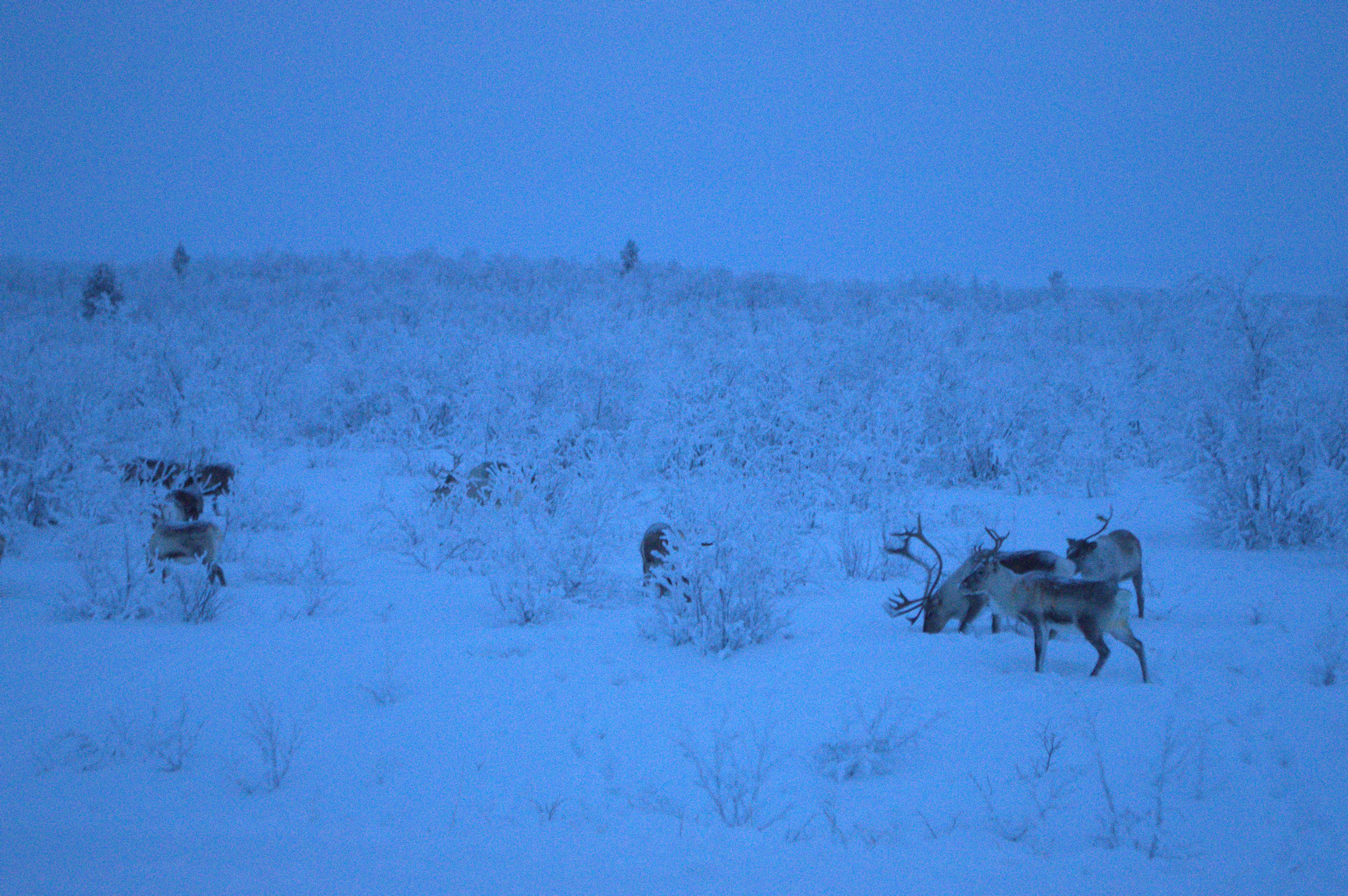 Renos en libertad en su hábitat