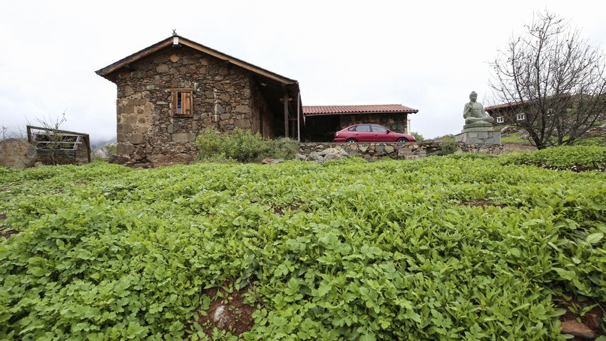 Cultivo en una villa de Tunte (Gran Canaria).