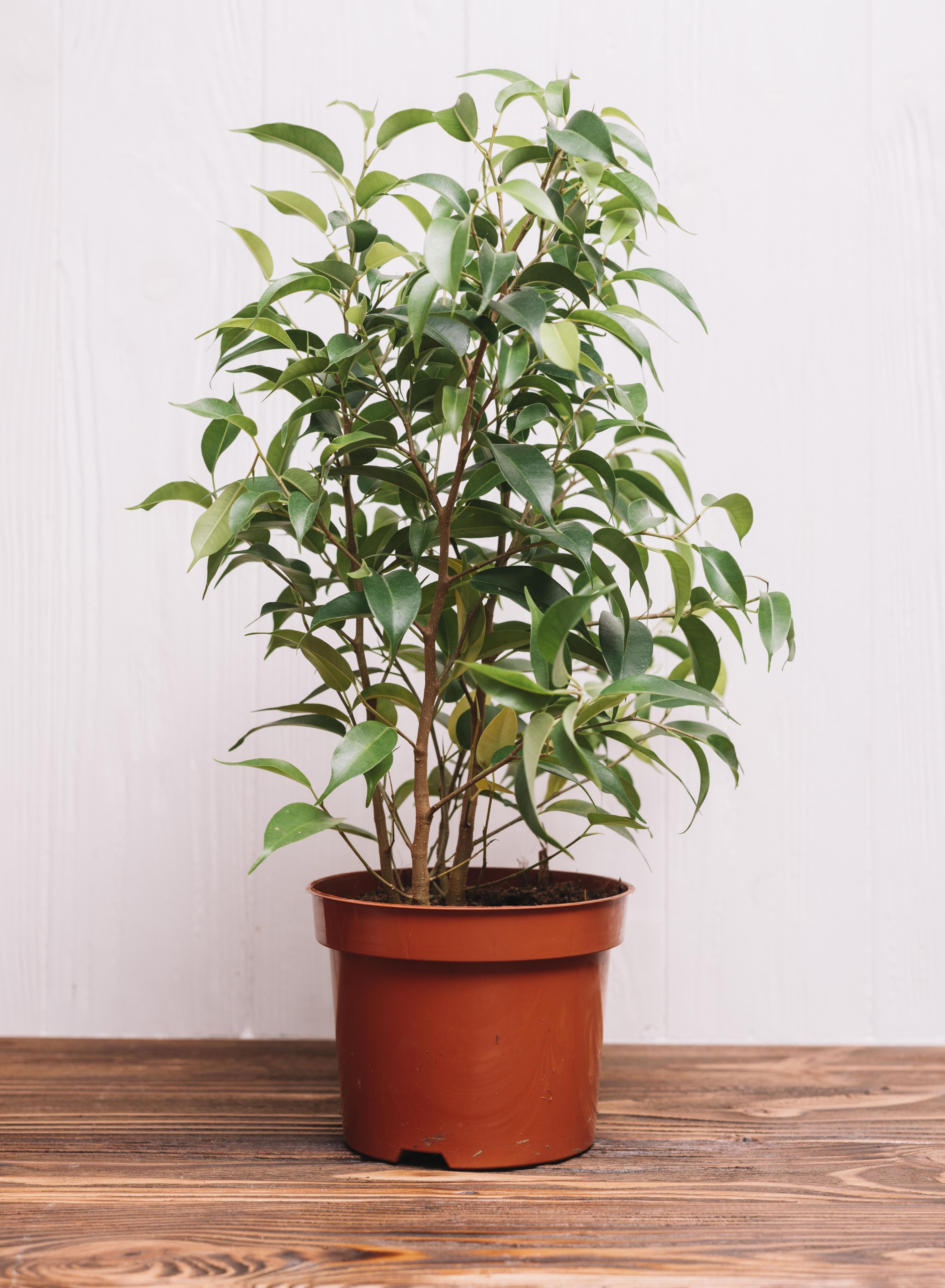  Cuando madura, el ficus benjamina forma una copa muy densa con cientos o incluso miles de hojas pequeñas, lo que le permite mantener una transpiración constante durante buena parte del año