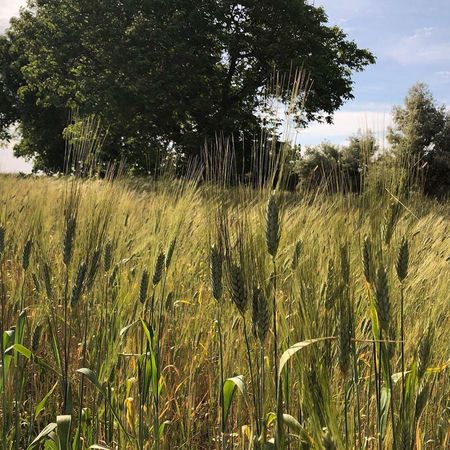 Cereales de DeSpelta