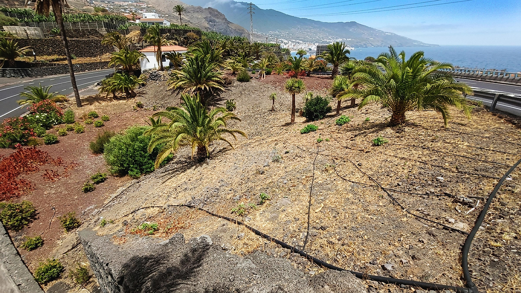 Gran jardín con numerosas especies muertas o en proceso de declive (Foto: Adán Mentrel)