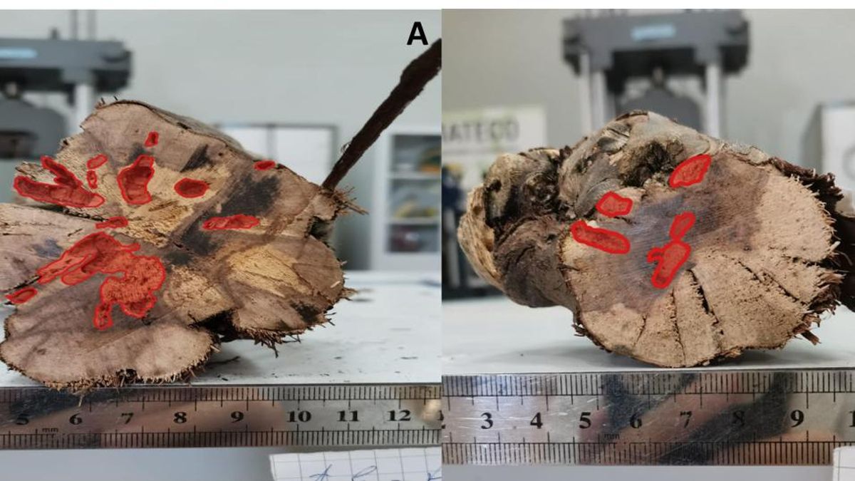 Madera dañada por efecto del insecto Xylotrechus arvicola en la resistencia de la vid. 