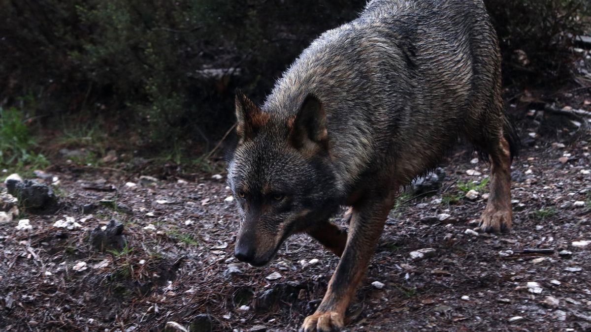 Cinco grupos de lobos se pasean por el Geoparque de las Loras entre Burgos y Palencia