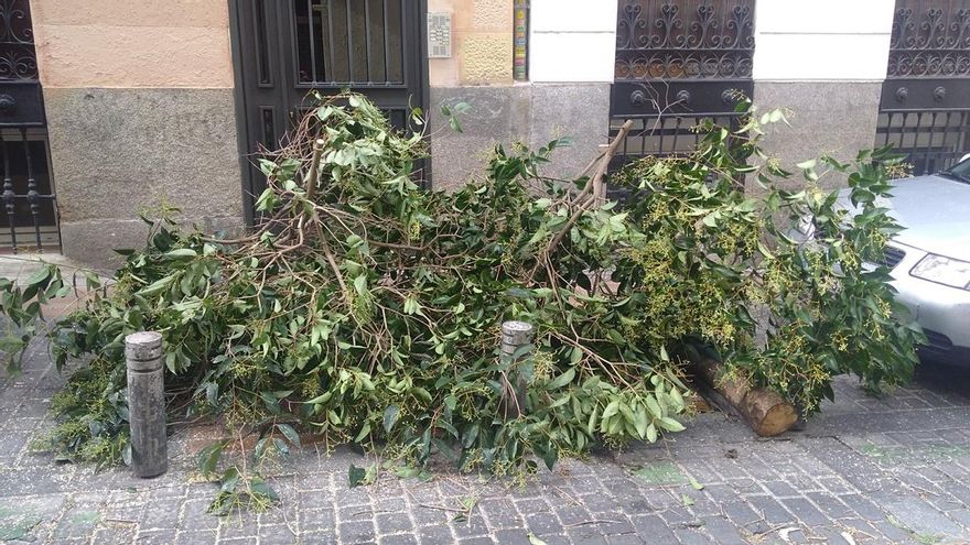Árbol talado en la calle Don Felipe | SOMOS MALASAÑA