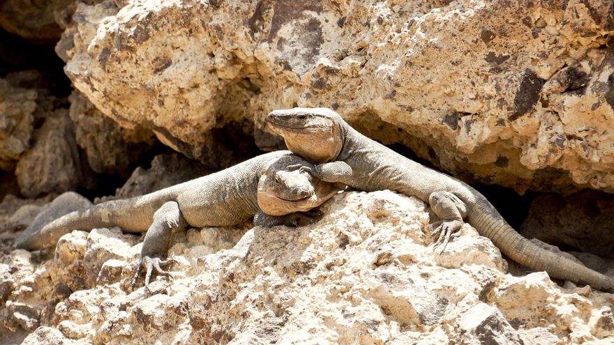 Más pasos hacia la extinción masiva: cada examen alarga la lista de especies amenazadas en el mundo