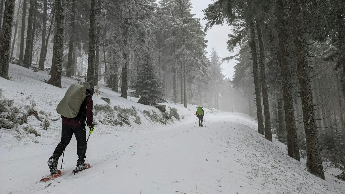 Rutas con raquetas de nieve por el bosque.