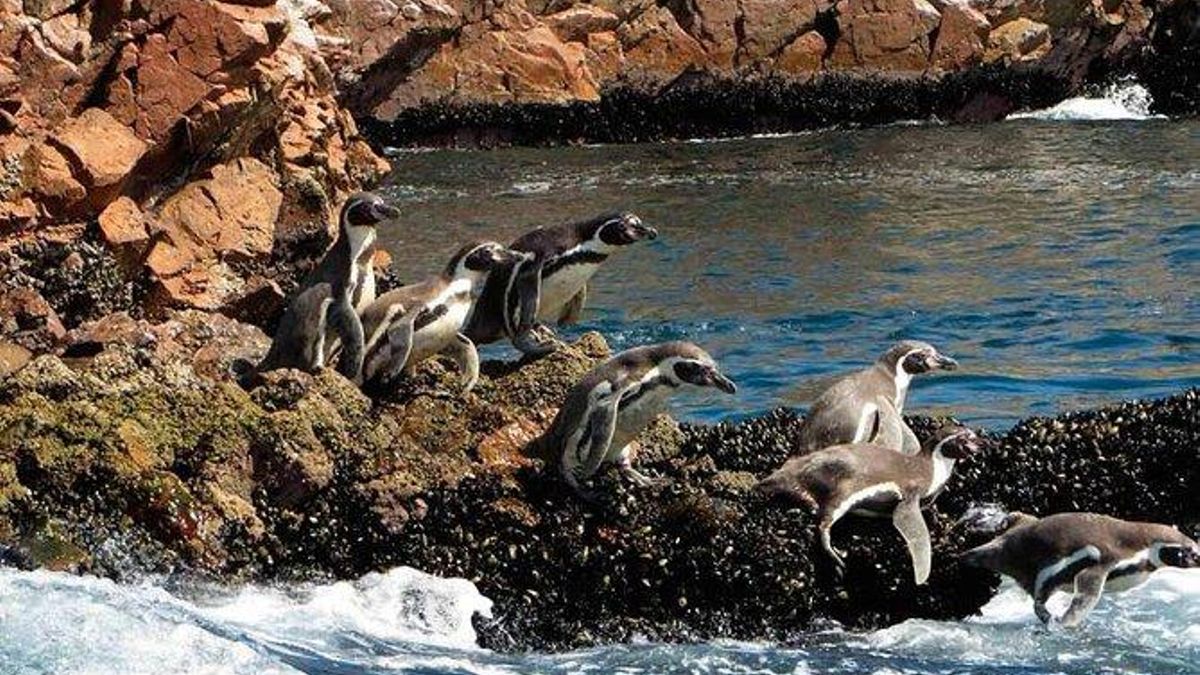 Los pingüinos de Humboldt son la especie más llamativa de las Islas Ballestas