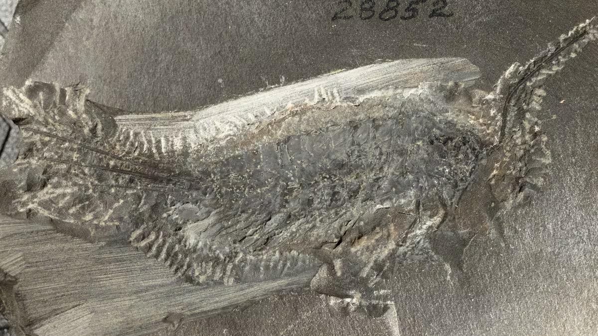 Un fósil de hace 324 millones de años ayuda a entender cómo los insectos modernos salieron del agua