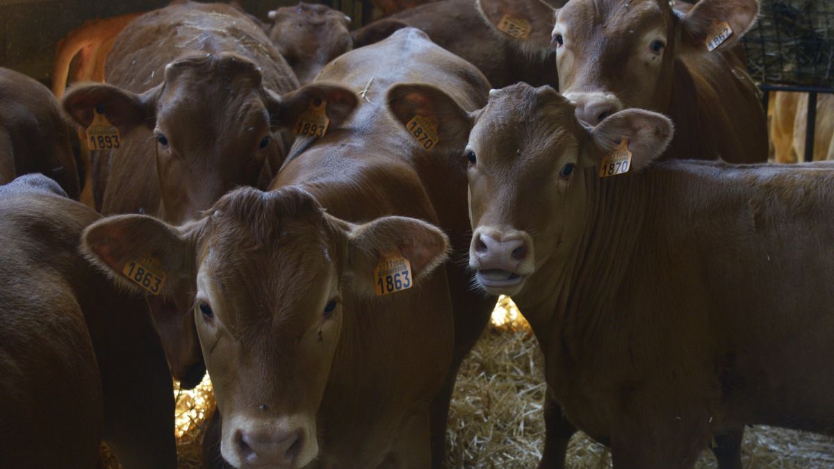 La falta de pasto golpea la ganadería: "Hay granjas que tienen que reducir el número de animales, la situación es inviable"