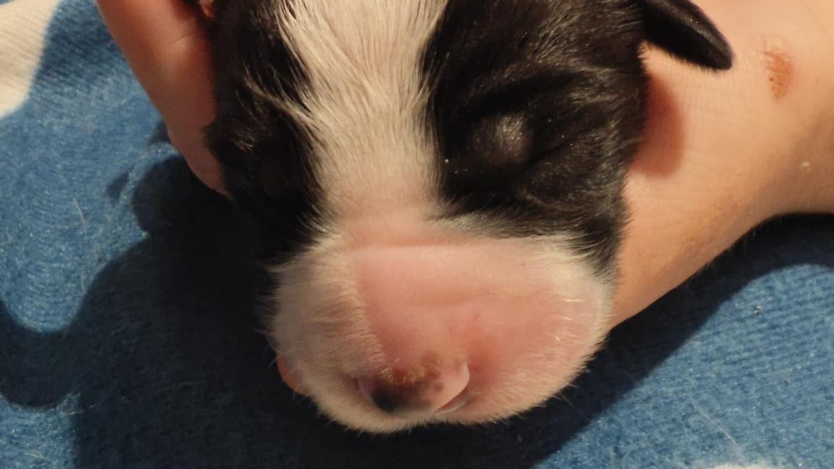 El primer cachorro abandonado, encontrado en el contenedor de la calle Moya.