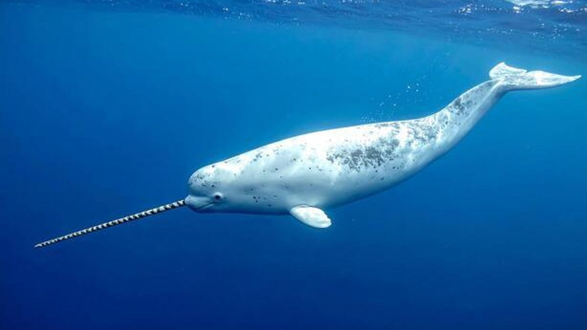 Narvales convertidos en 'sensores oceánicos' descubren agua cálida llegando hasta los glaciares de Groenlandia