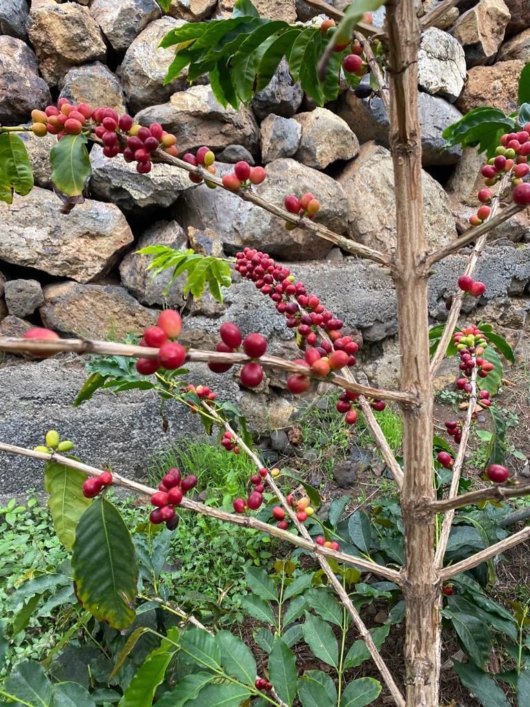 Cereza de café en la planta.