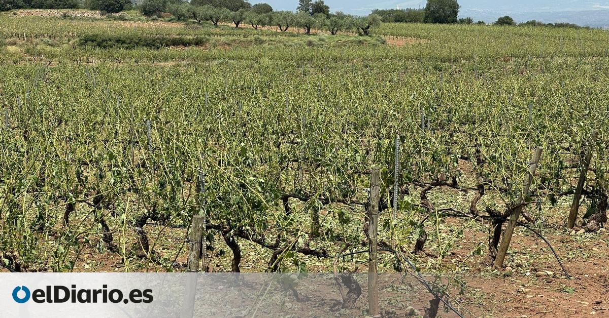 El mildiu se ceba con viñedo riojano y aventura una cosecha corta en Rioja:  Es descorazonador, no podemos con él 
