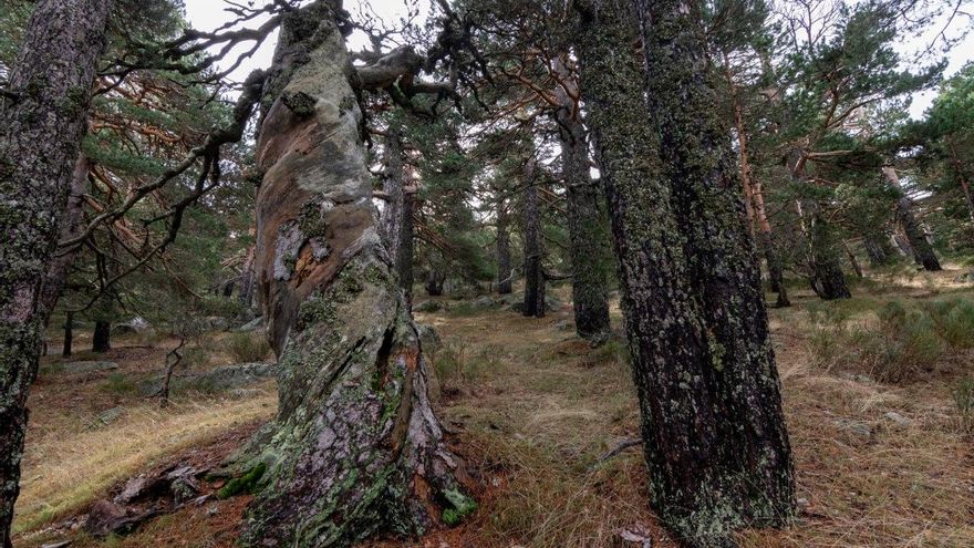 ¿Queremos aliviar los incendios forestales? Dejad que los bosques se hagan viejos