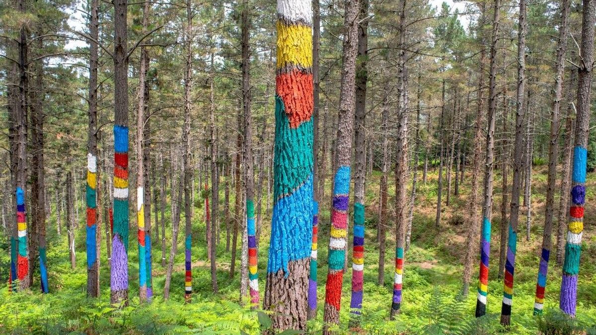 El Bosque de Oma, obra del artista Agustín Ibarrola, está situado en Kortezubi, Bizkaia.