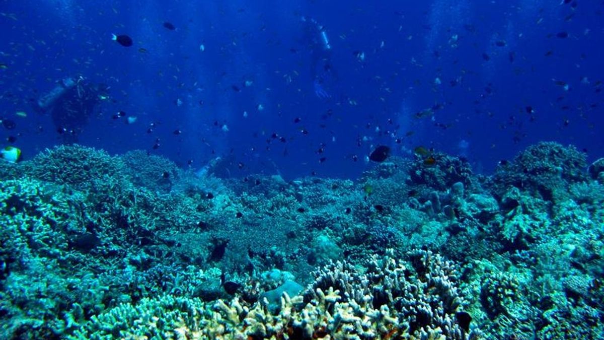 Cuenta atrás para los corales atlánticos: entre la vida y el colapso