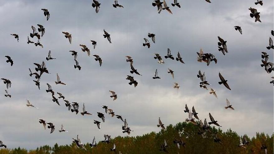 Foto César Sánchez / ICAL