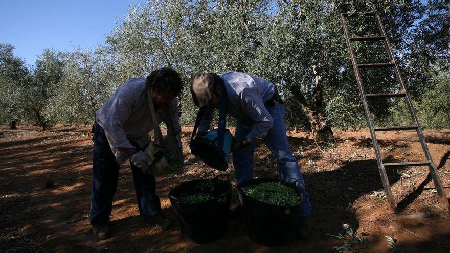 Se incrementarán los sistemas de vigilancia para evitar los robos de aceituna