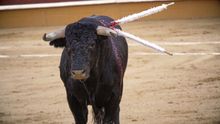 Fotograma del corto documental 'Tauromaquia', del videoperiodista Jaime Alekos