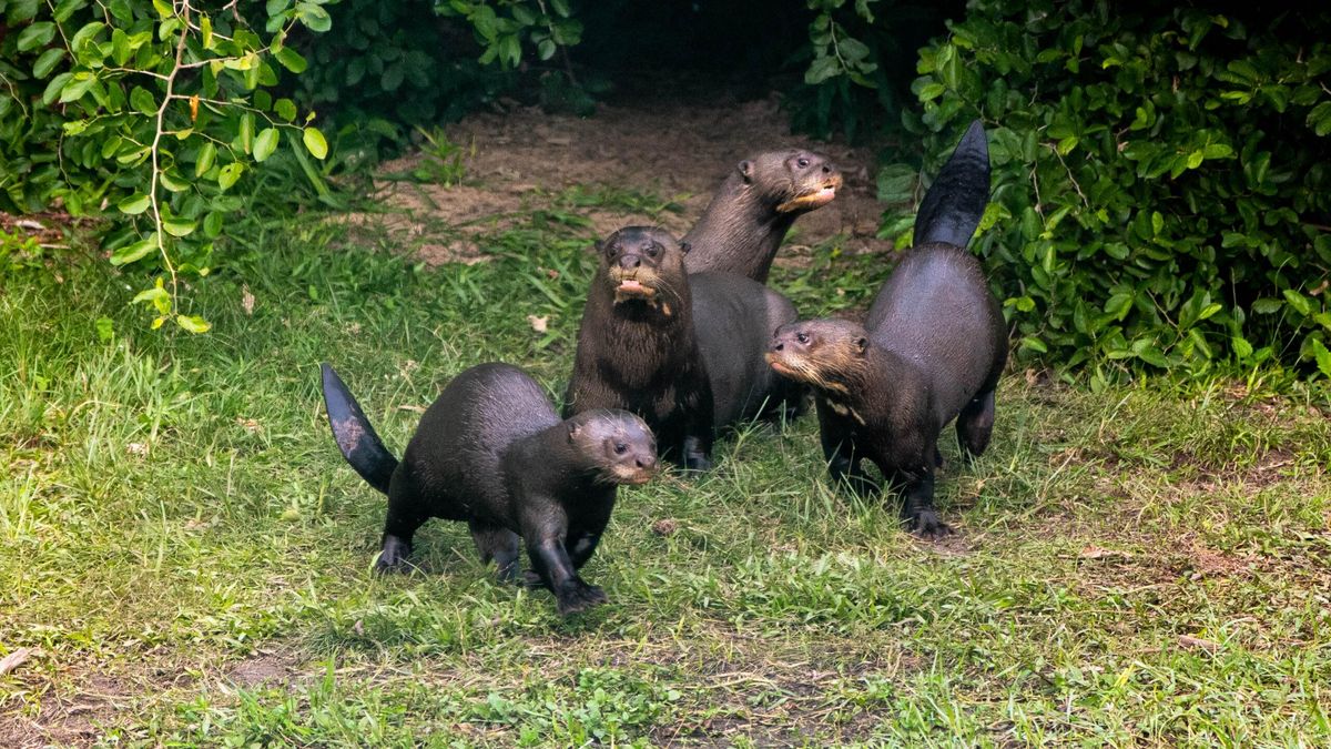 Nutria gigante llamada Coco, liberada junto con sus cachorros Foto: Sebastián Navajas / cortesía Rewilding Argentina