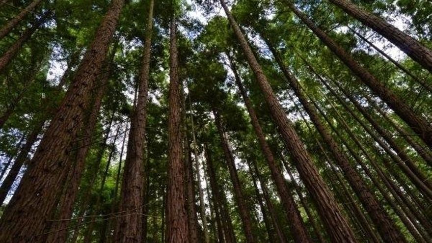 El alcalde de Cabezón de Sal advierte del “deterioro” del bosque de Secuoyas que ocasionan los 200.000 visitantes anuales