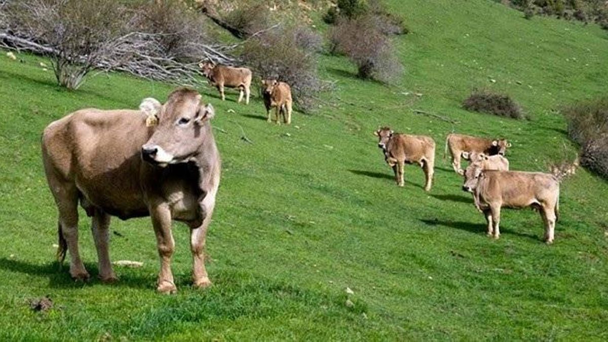 El sector lácteo de Cantabria se moviliza por la bajada del precio de la leche