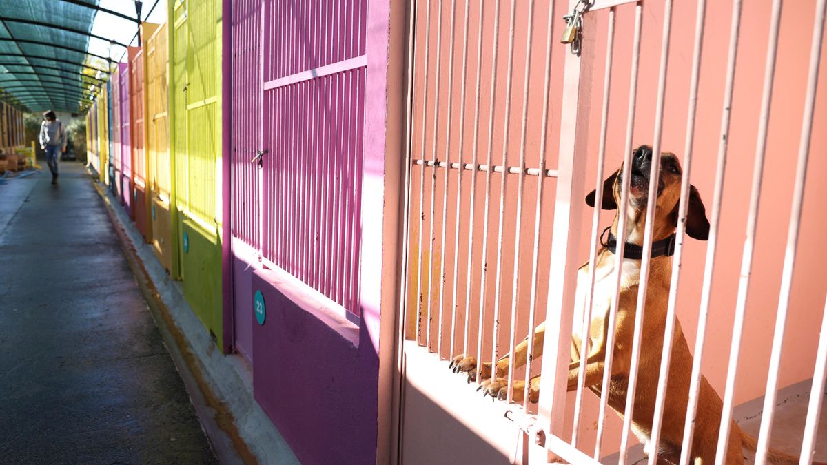 La vaga al centre de protecció animal de Son Reus es manté després de no assolir-se un acord al Tamib