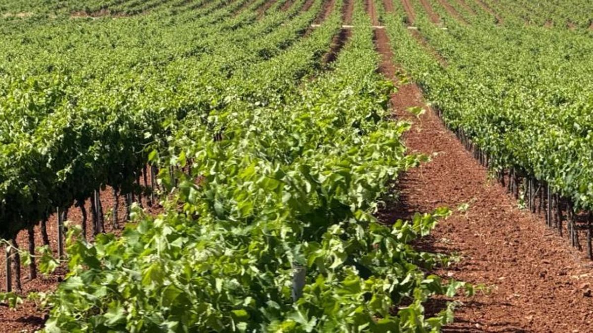 Un auto judicial culmina el proceso para recuperar la Denominación de Origen Valdepeñas
