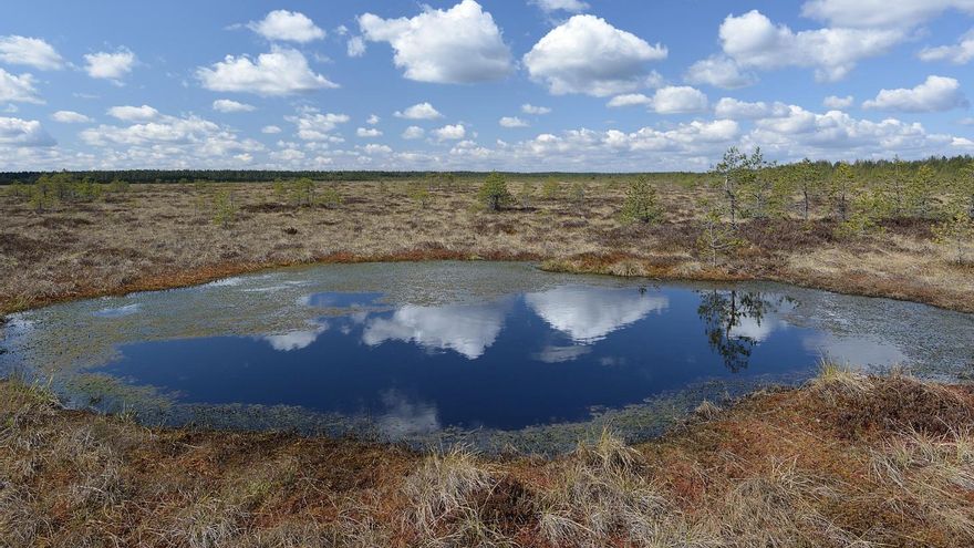 Europa está destruyendo bosques y anegando campos para recuperar los humedales que sellan el carbono del continente