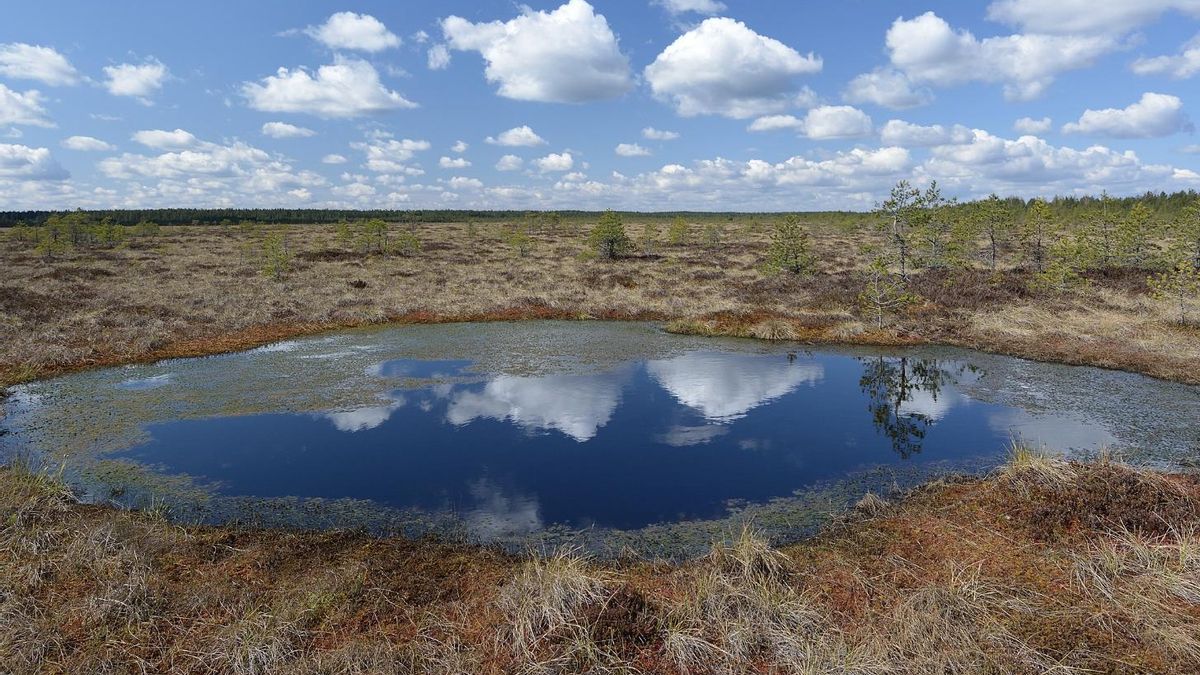 Europa está destruyendo bosques y anegando campos para recuperar los humedales que sellan el carbono del continente