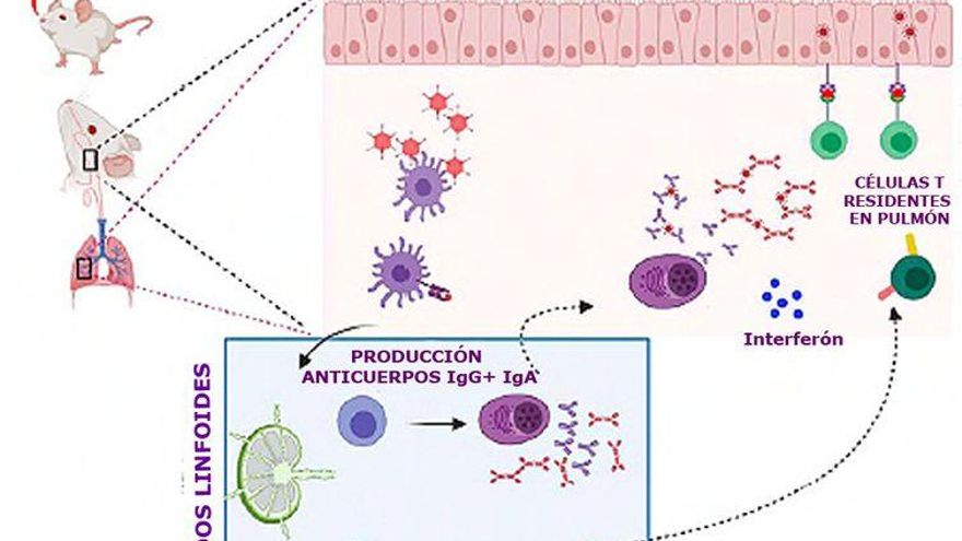 Efectos de la vacuna en las mucosas por inoculación nasal.