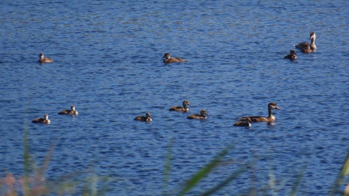 Aves acuáticas en el Parque Nacional de las Tablas de Daimiel