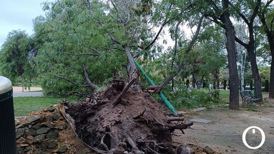 El Ayuntamiento aprueba un plan para reponer los árboles que tumbó la borrasca 'Bernard'