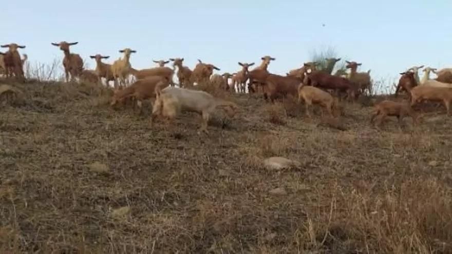 El calor asfixia a la ganadería andaluza: menos producción, más costes y un reto creciente para el sector