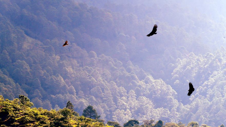 Honduras restaurará 295.000 hectáreas de áreas protegidas con apoyo de la ONU
